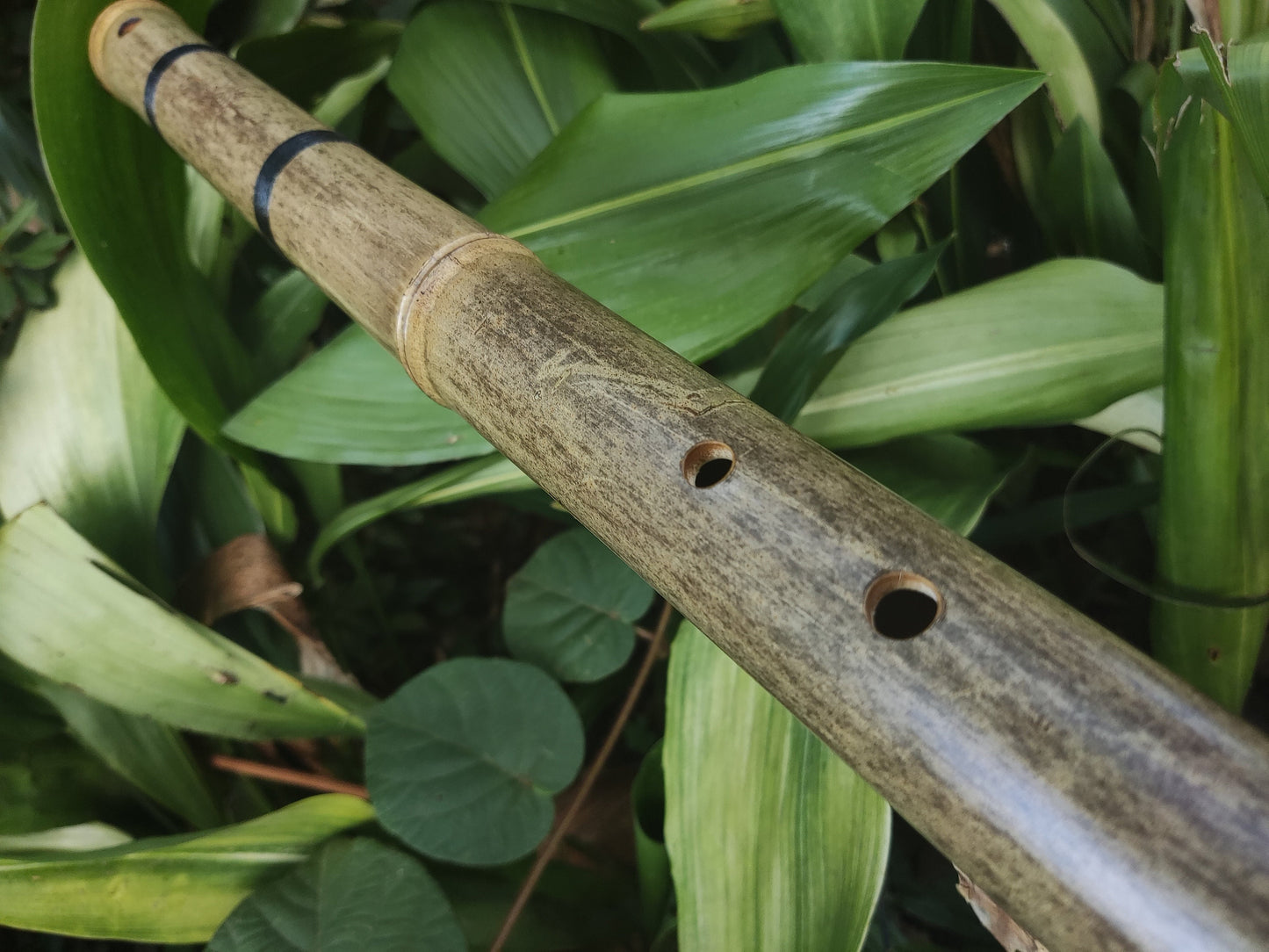Deep Meditation Akebono Bamboo Flute in the key of A | Rui Gomes
