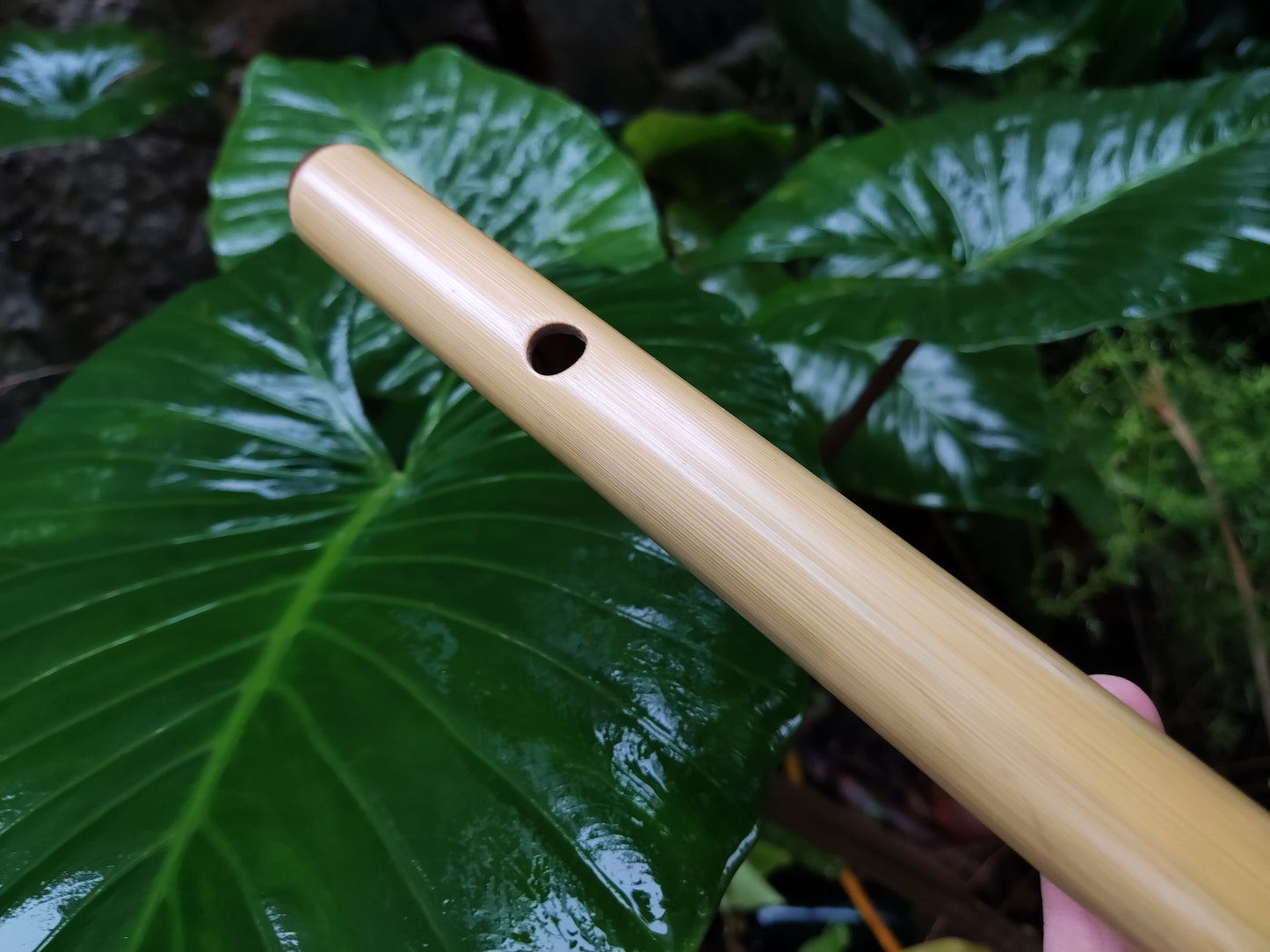 G Minor Harmonic Bamboo Flute | Rui Gomes