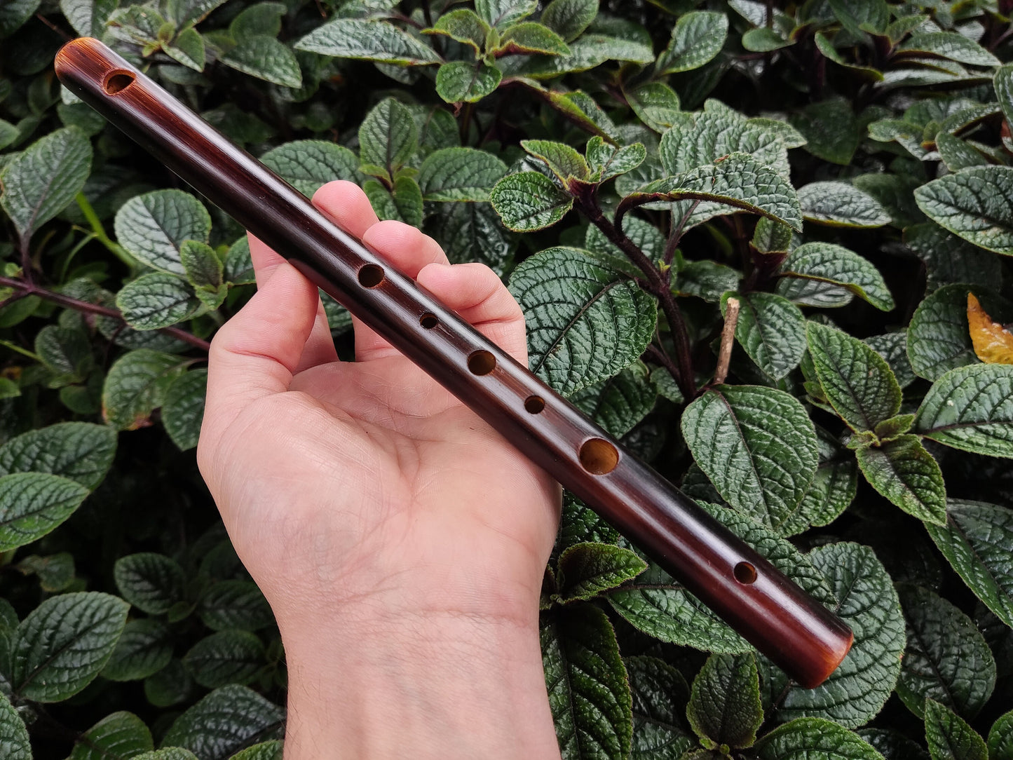 High D Arabian style Bamboo Flute (A=440Hz). Rustic Transverse flute. Ethnic middle eastern scale. Arabic Hijaz scale. Spanish gypsy