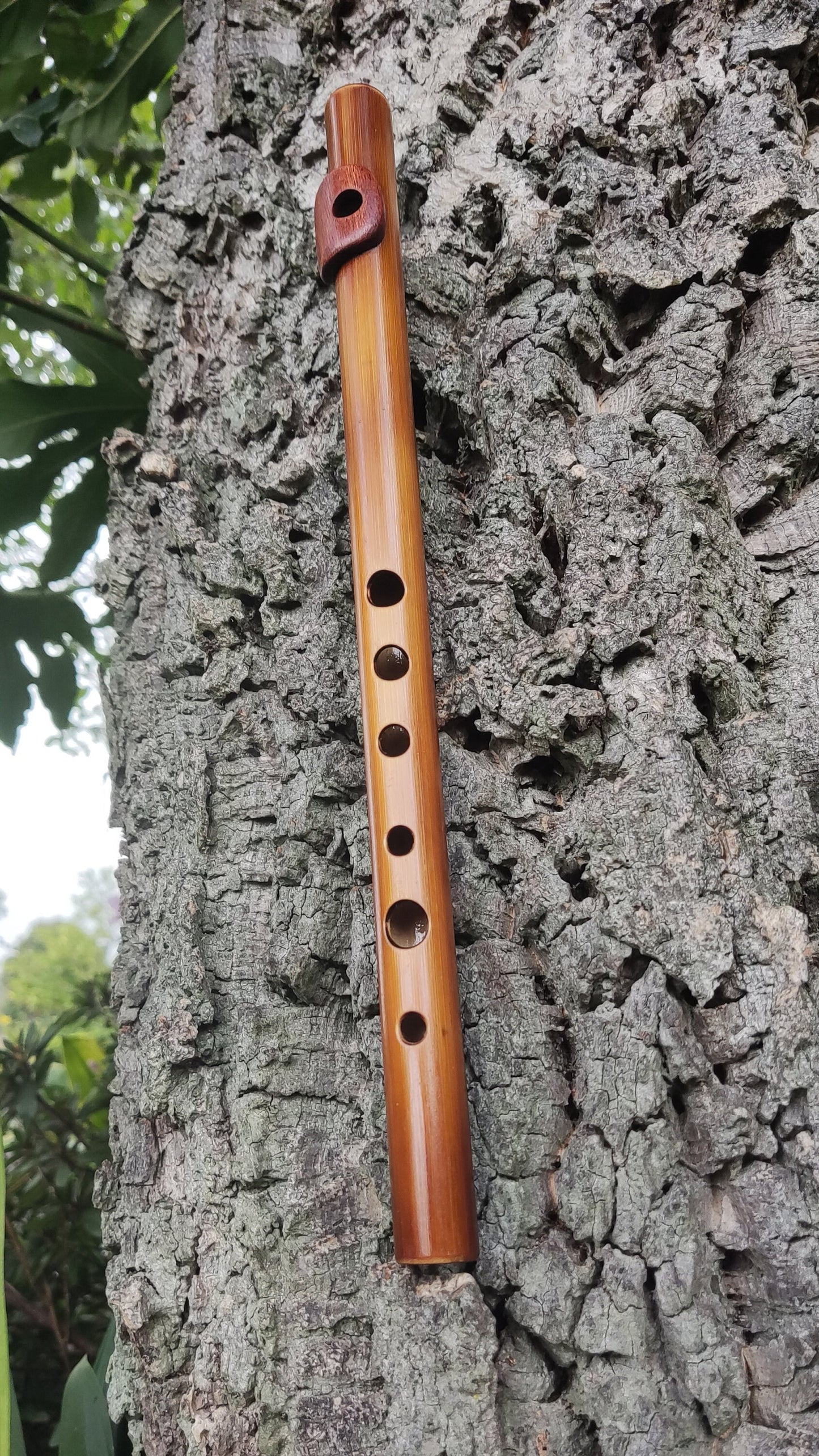 Bamboo Flute In C5 major (soprano) with African Mahogany lip plate and cap.