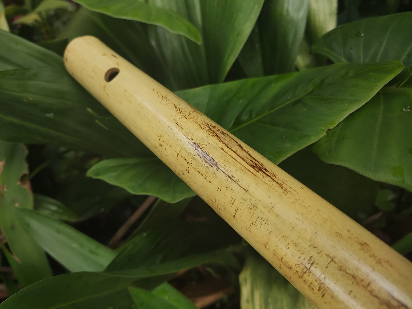 Low C major Flute, Handmade out of bamboo | Bansuri equivalent with a Deep, transporting voice | For Folk and world music | Rui Gomes