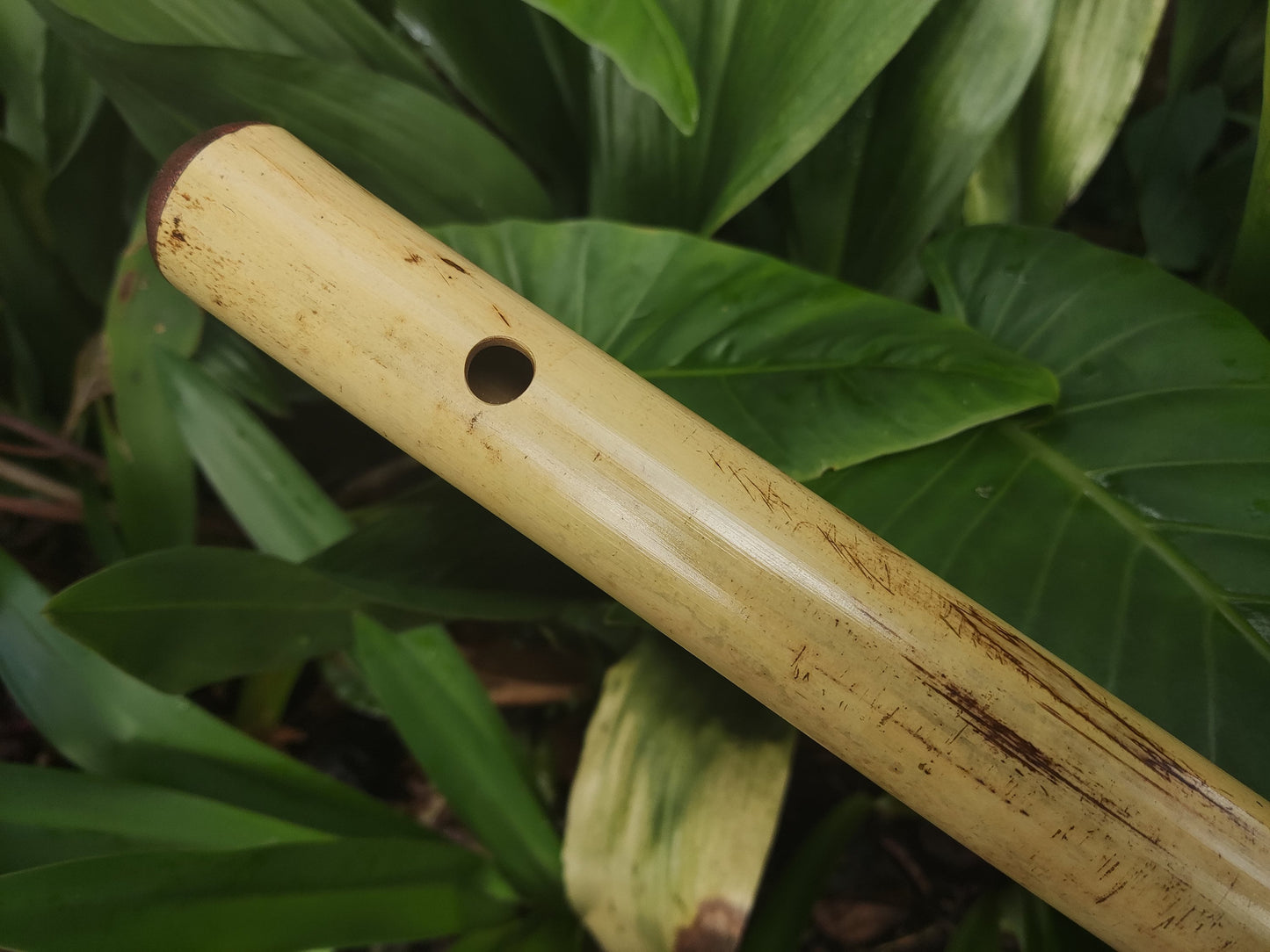 Low C major Flute, Handmade out of bamboo | Bansuri equivalent with a Deep, transporting voice | For Folk and world music | Rui Gomes
