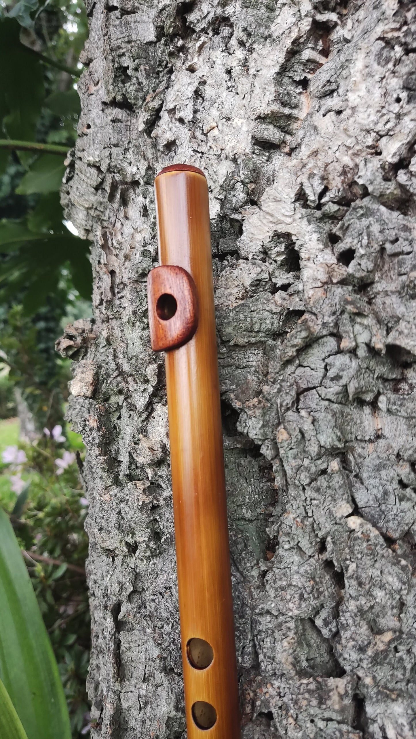 Bamboo Flute In C5 major (soprano) with African Mahogany lip plate and cap.