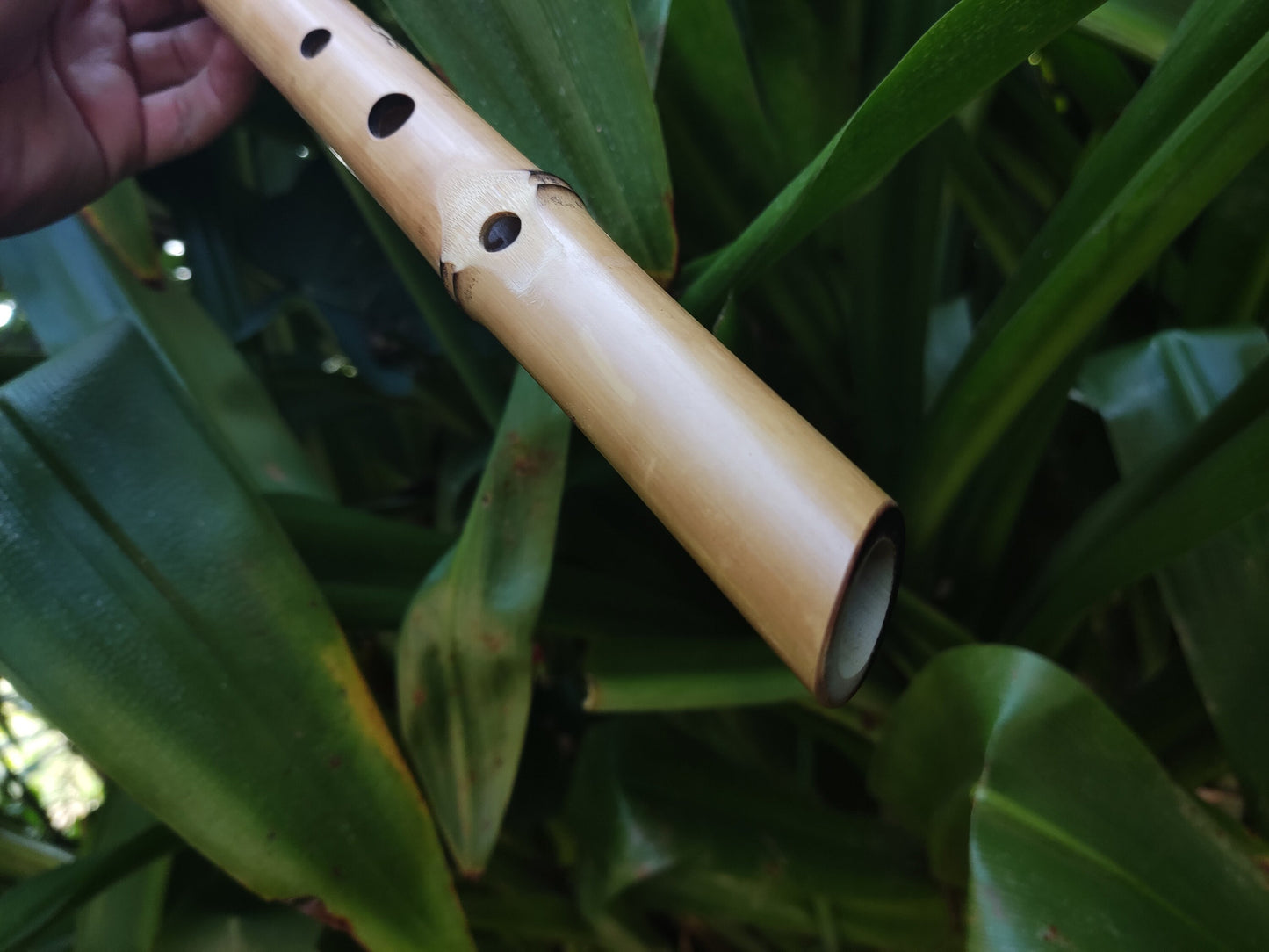 Unique Bamboo Flute in the key of low E, One of a kind Concert Tuned Traverso | For Intuitive or Folk music | Gift for Musician | Rui Gomes
