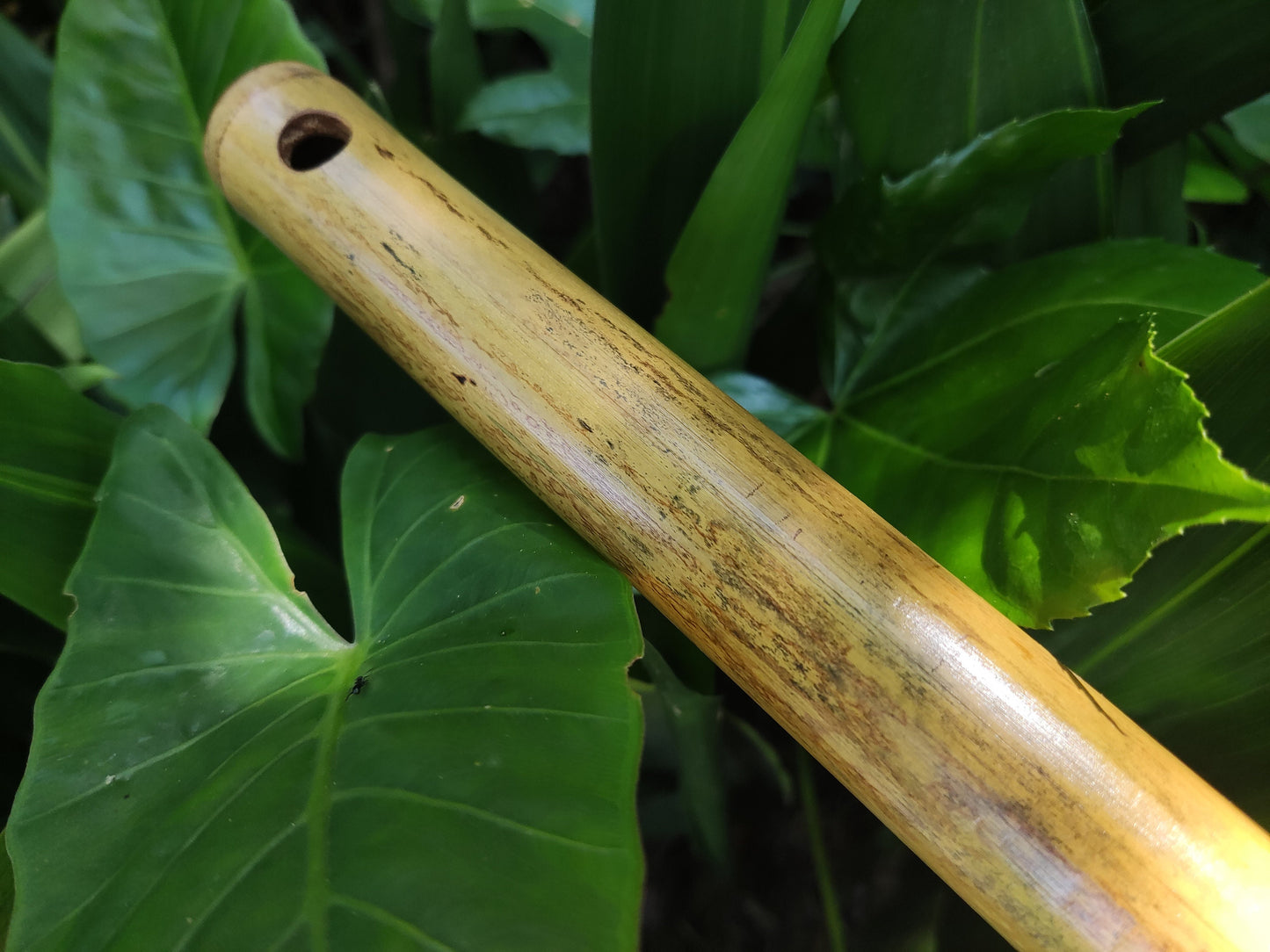 Simple F Major Bamboo Flute. Transverse flute tuned to the key of F major, Concert tuned at A = 440 Hz | Bansuri alternative | Rui Gomes