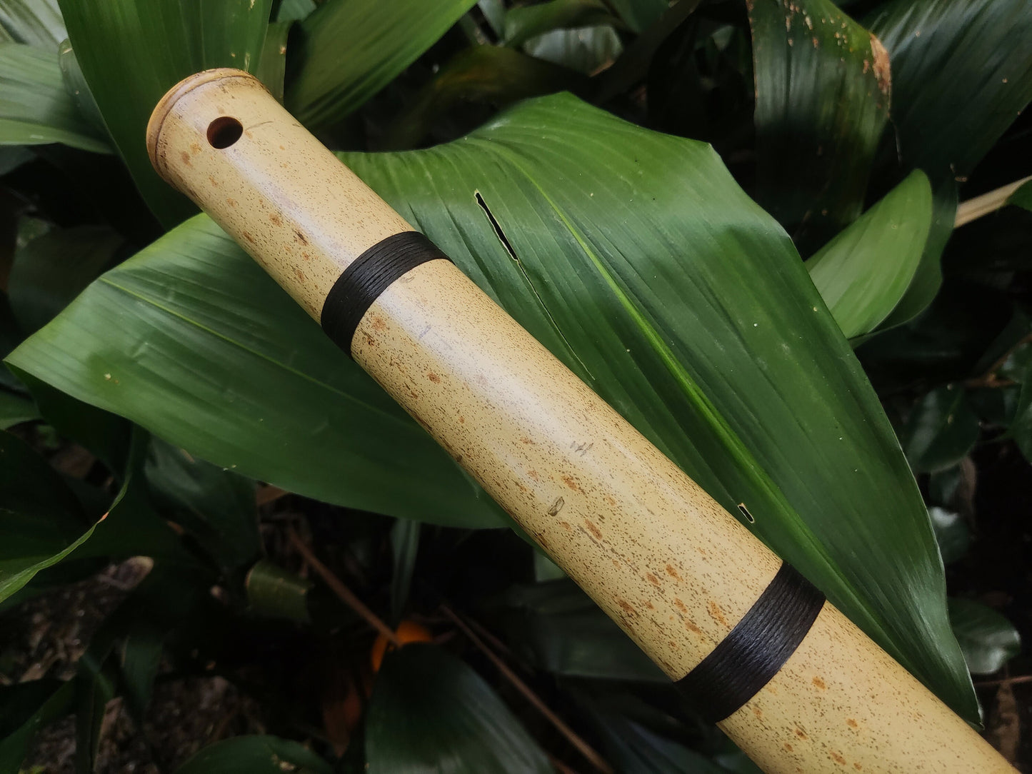 Exotic Meditative Bamboo Flute in the key of Low G#, for an Oriental transporting experience, Kokin Akebono hybrid & Transporting voice.