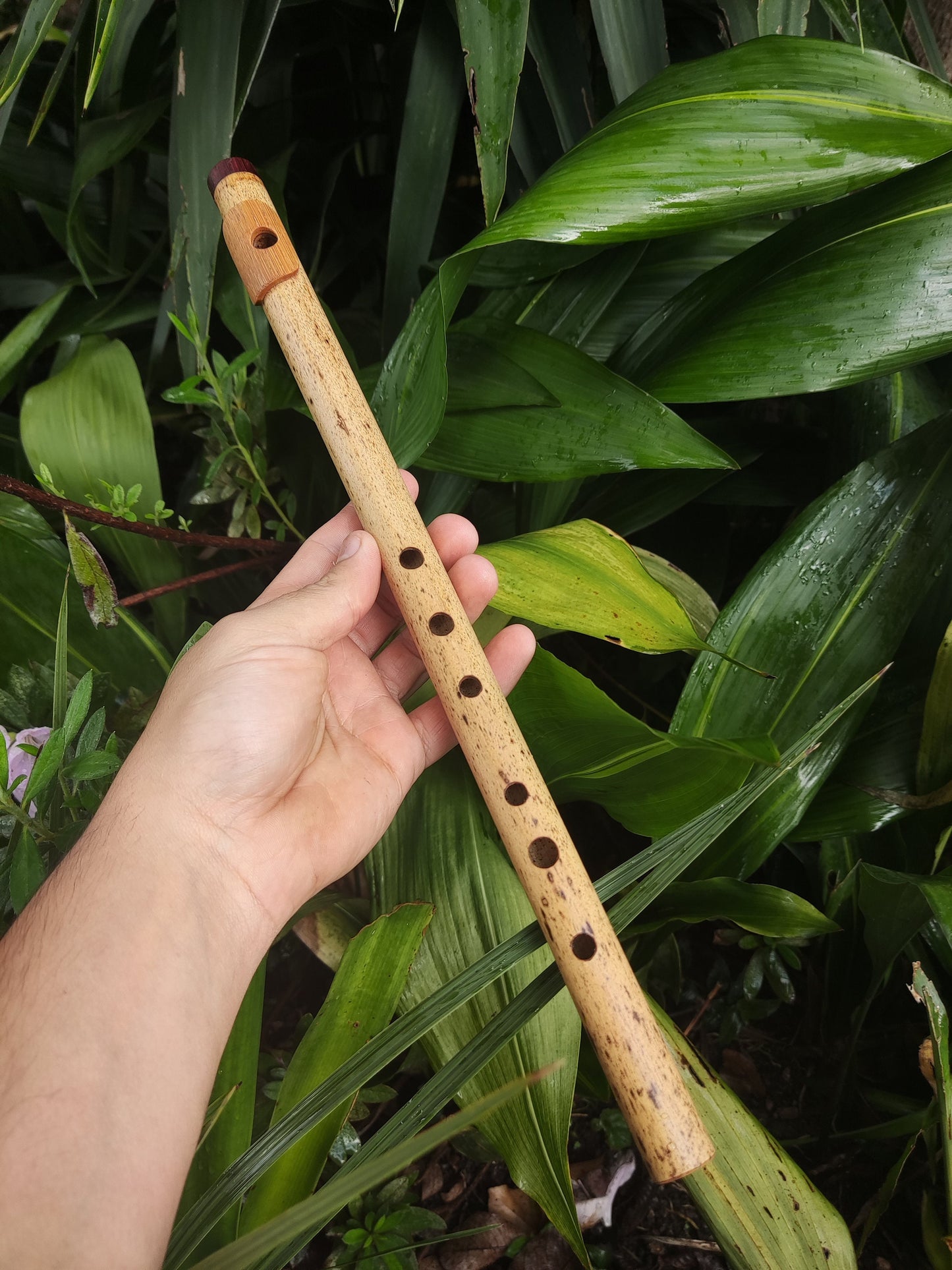 A Major Bamboo Flute with Lip Plate | Concert tuned Transverse flute with a vibrant sound at A440Hz | World Music Gift for musician | Gomes