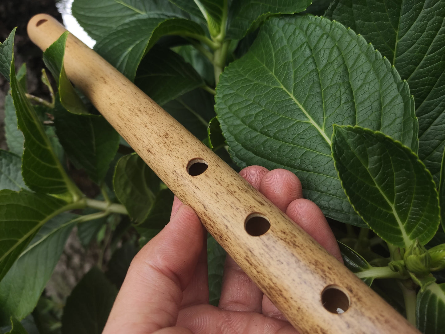 D# / Eb Major Bamboo Flute | Concert tuned Transverse flute in the key of E flat or D sharp for folk or world music | Sound healing | Gomes