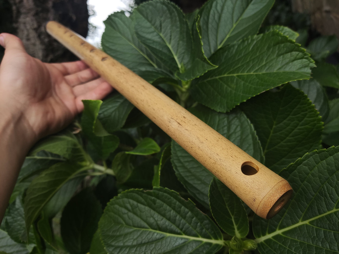 D# / Eb Major Bamboo Flute | Concert tuned Transverse flute in the key of E flat or D sharp for folk or world music | Sound healing | Gomes