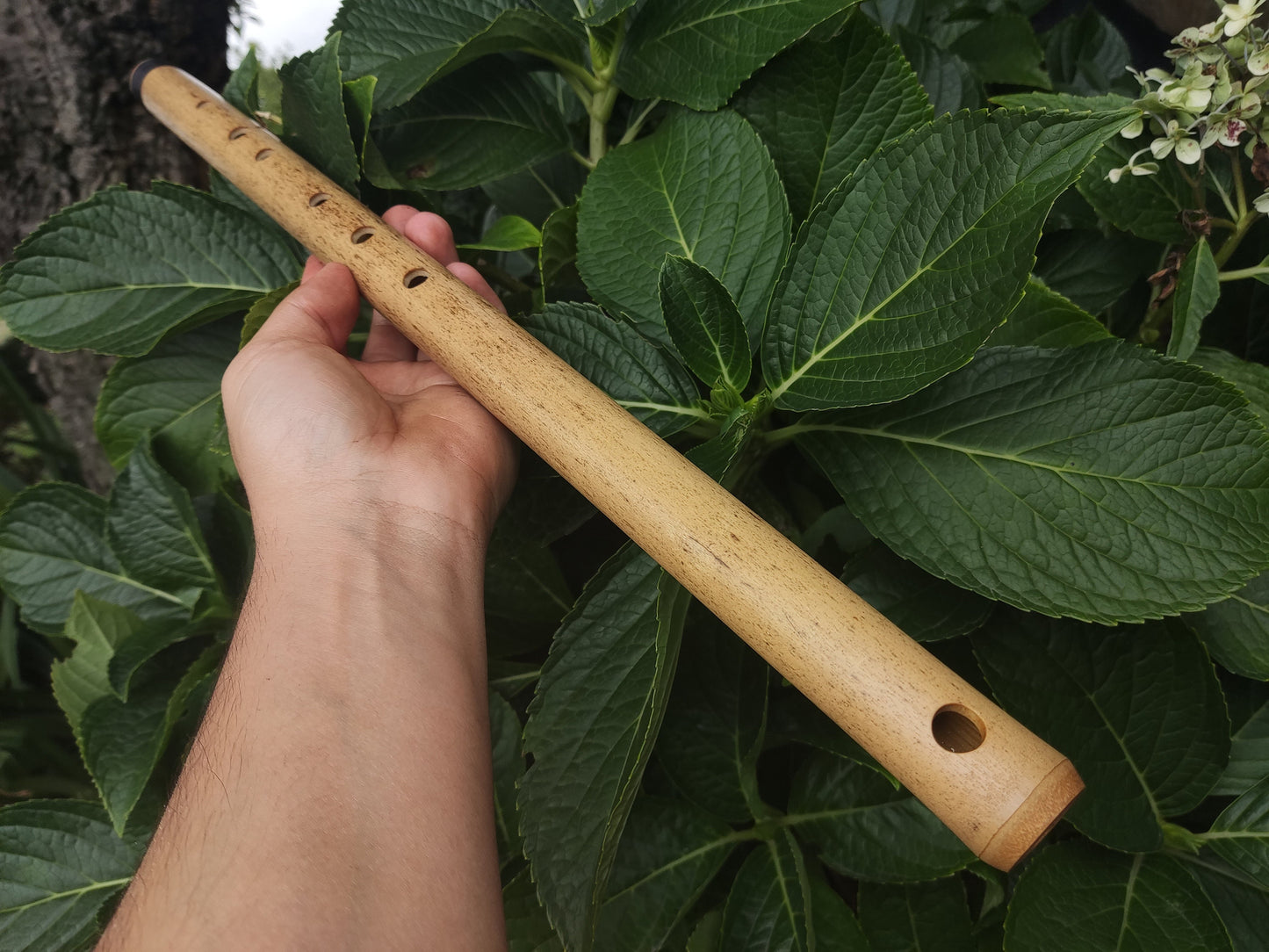 D# / Eb Major Bamboo Flute | Concert tuned Transverse flute in the key of E flat or D sharp for folk or world music | Sound healing | Gomes