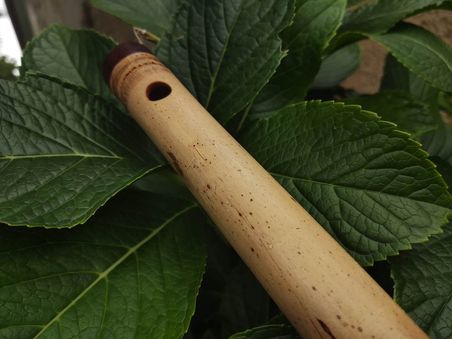 Low D Bamboo Transverse Flute, handmade Traverso in two pieces. Concert tuned flute, suitable for folk, irish and world music. Rui Gomes