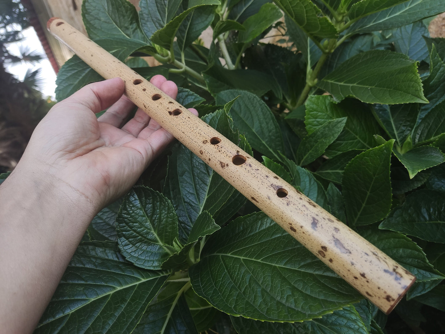 F Major Transverse Flute built in the Irish Style | Concert tuned Bamboo Flute with loud and vibrant tone | Concert Quality | Rui Gomes