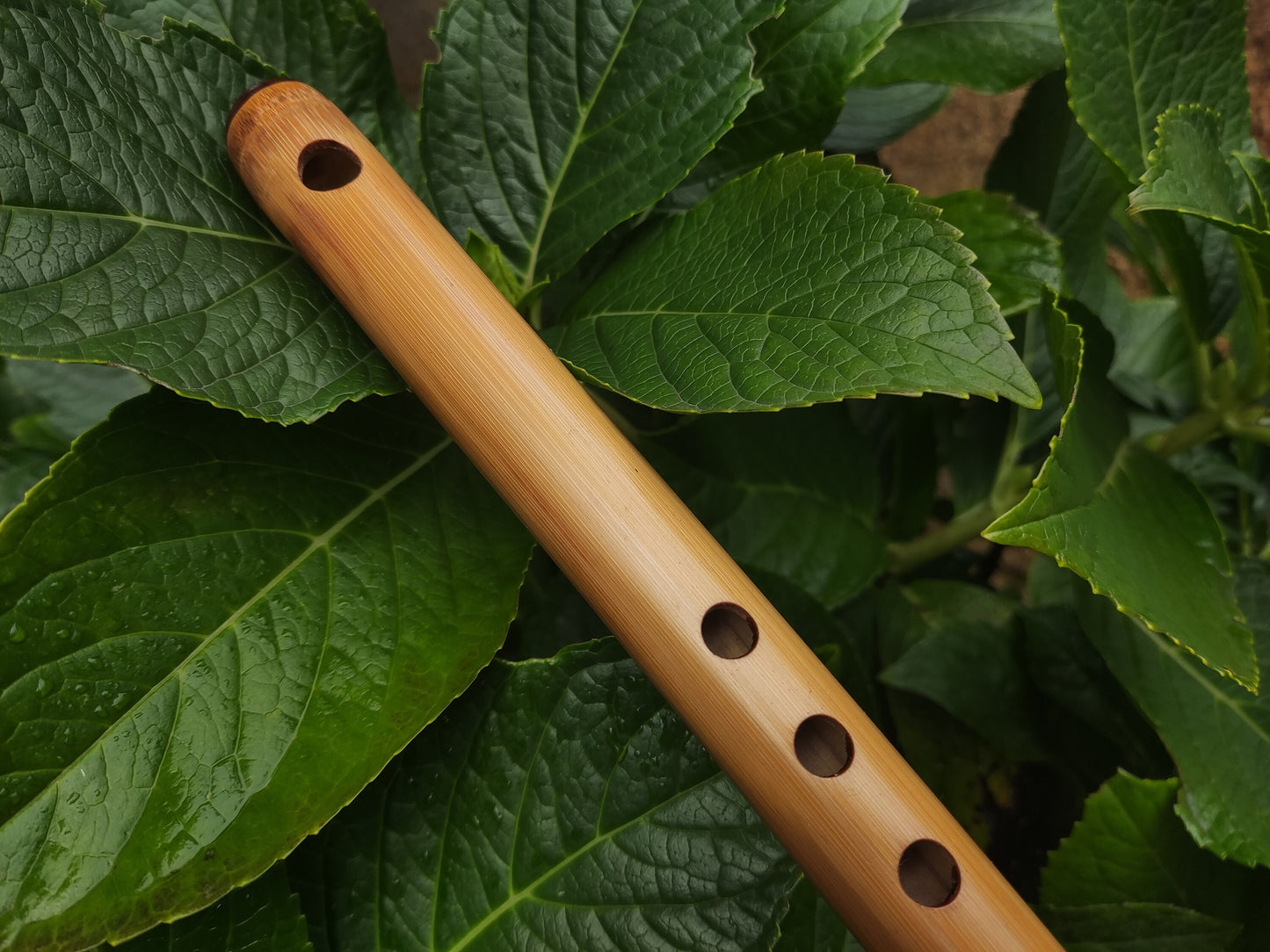 High D Major Piccolo | Handmade Small Transverse for Folk and Traditional Music | Unique Bamboo Fife with Rosewood cap | Rui Gomes