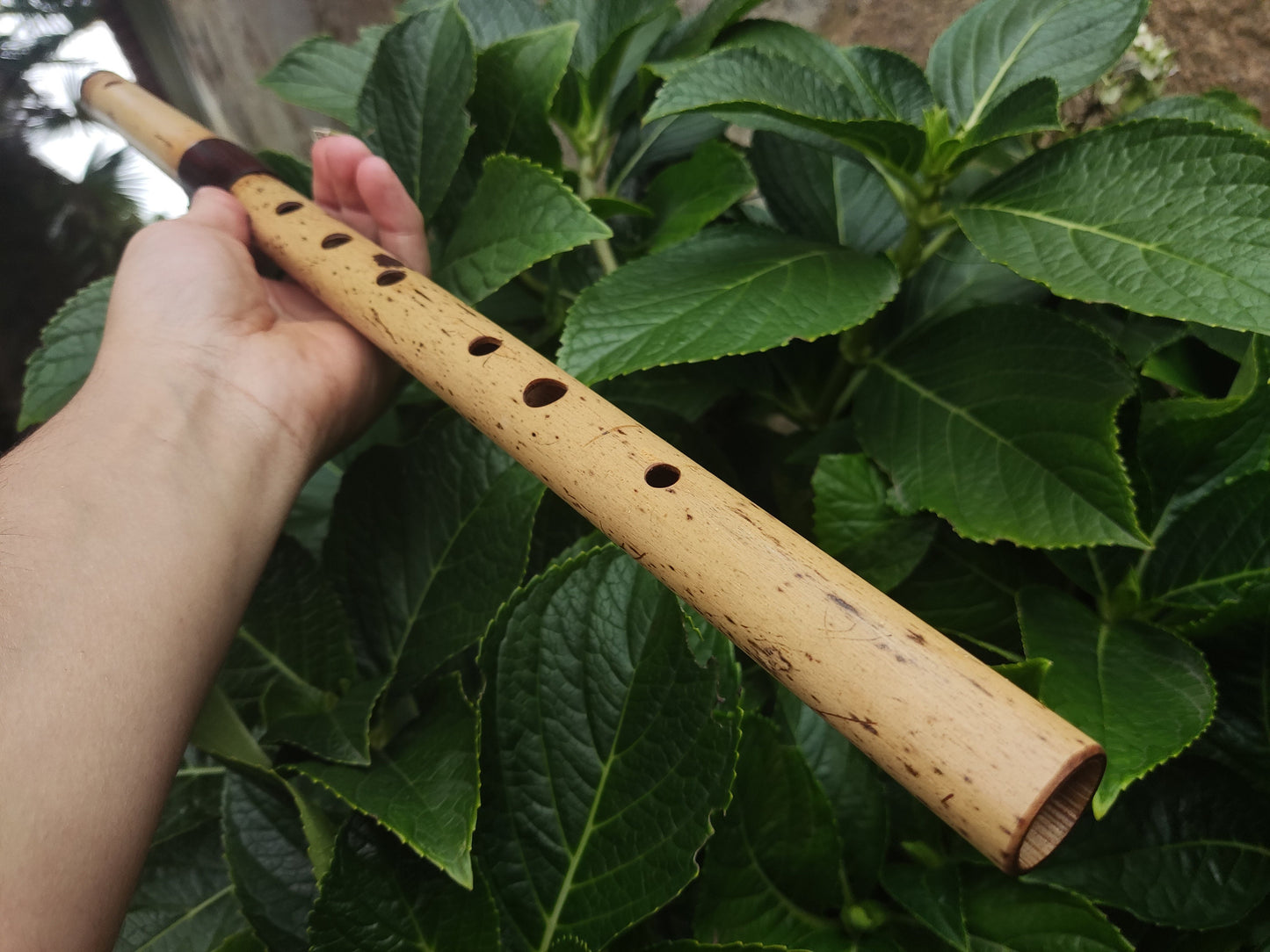 Low D Bamboo Transverse Flute, handmade Traverso in two pieces. Concert tuned flute, suitable for folk, irish and world music. Rui Gomes