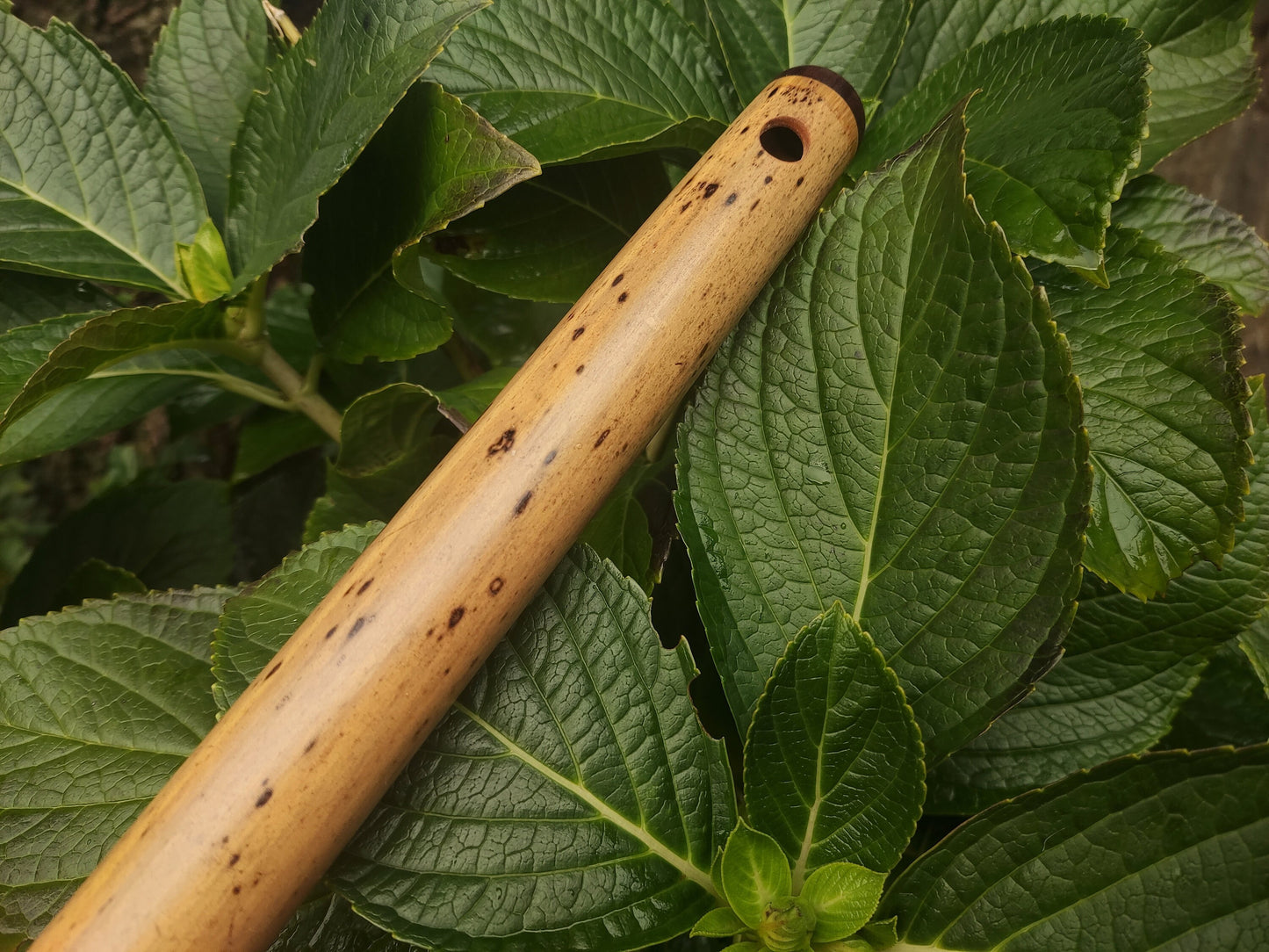 One of a kind low D Bamboo Flute | 6 holes major scale flute fine tuned in A=440Hz | Concert quality bamboo flute | Gift for Musician