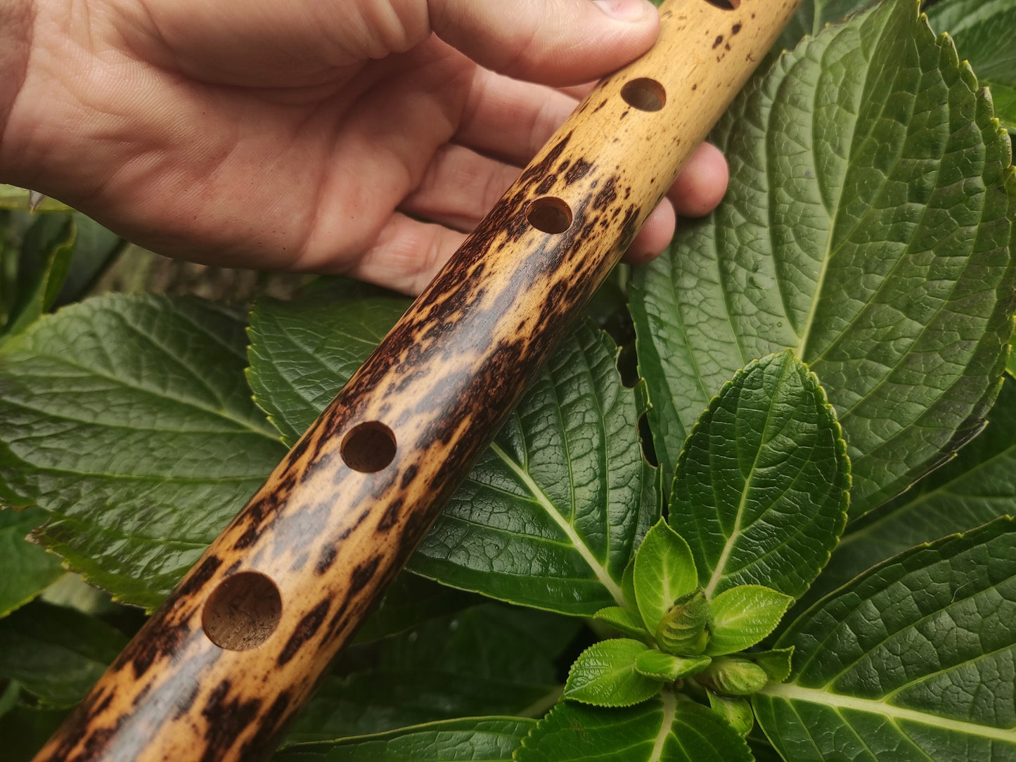 One of a kind low D Bamboo Flute | 6 holes major scale flute fine tuned in A=440Hz | Concert quality bamboo flute | Gift for Musician