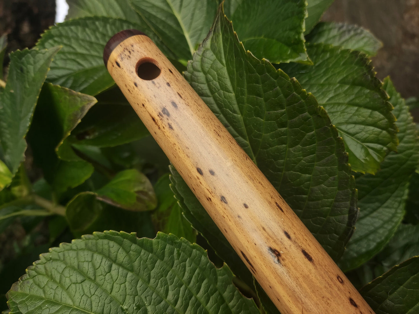 One of a kind low D Bamboo Flute | 6 holes major scale flute fine tuned in A=440Hz | Concert quality bamboo flute | Gift for Musician