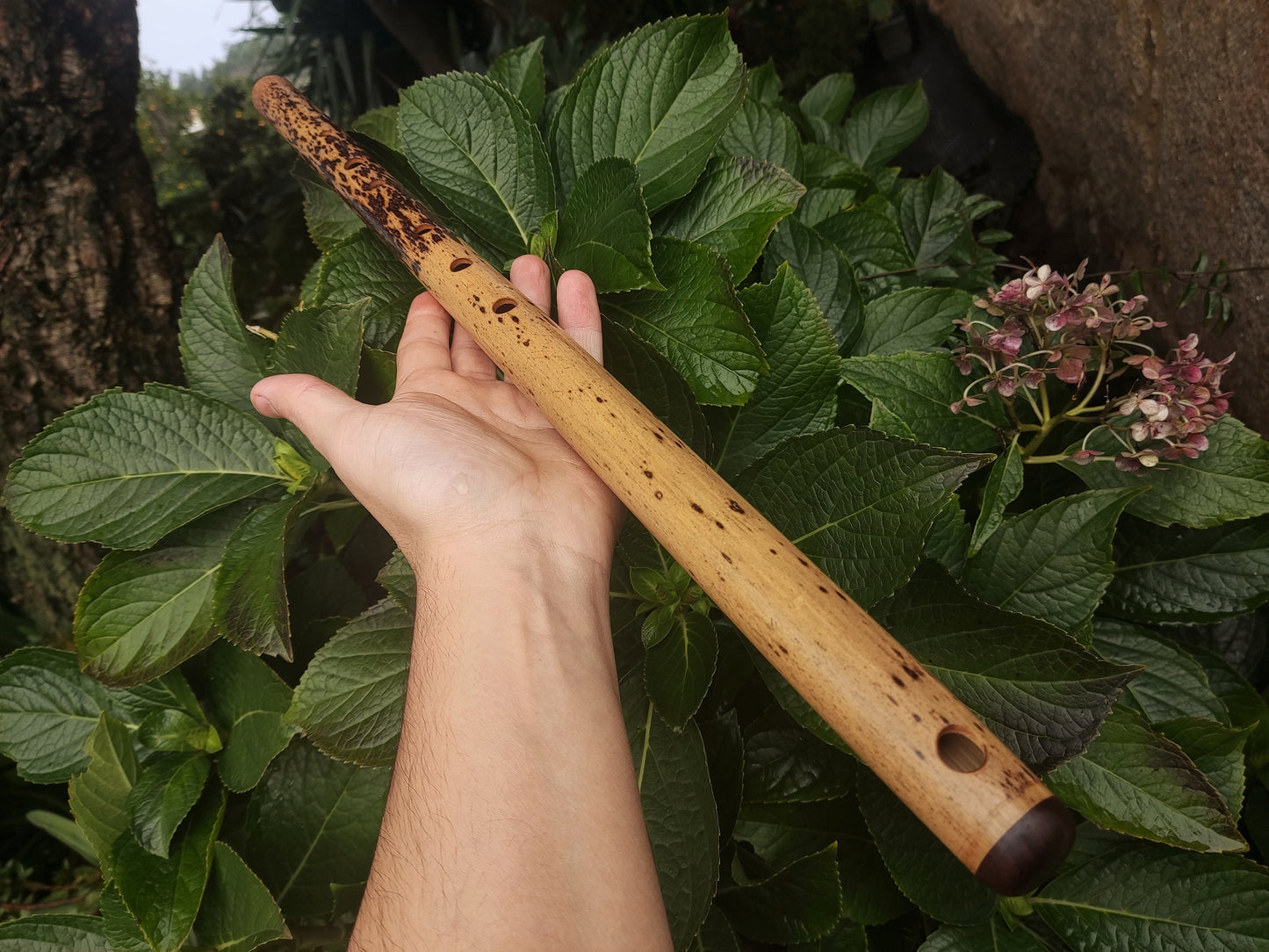 One of a kind low D Bamboo Flute | 6 holes major scale flute fine tuned in A=440Hz | Concert quality bamboo flute | Gift for Musician