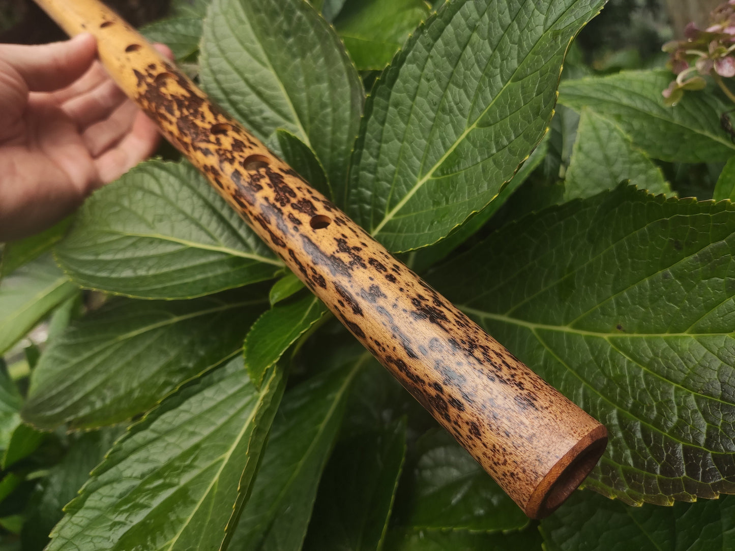 One of a kind low D Bamboo Flute | 6 holes major scale flute fine tuned in A=440Hz | Concert quality bamboo flute | Gift for Musician