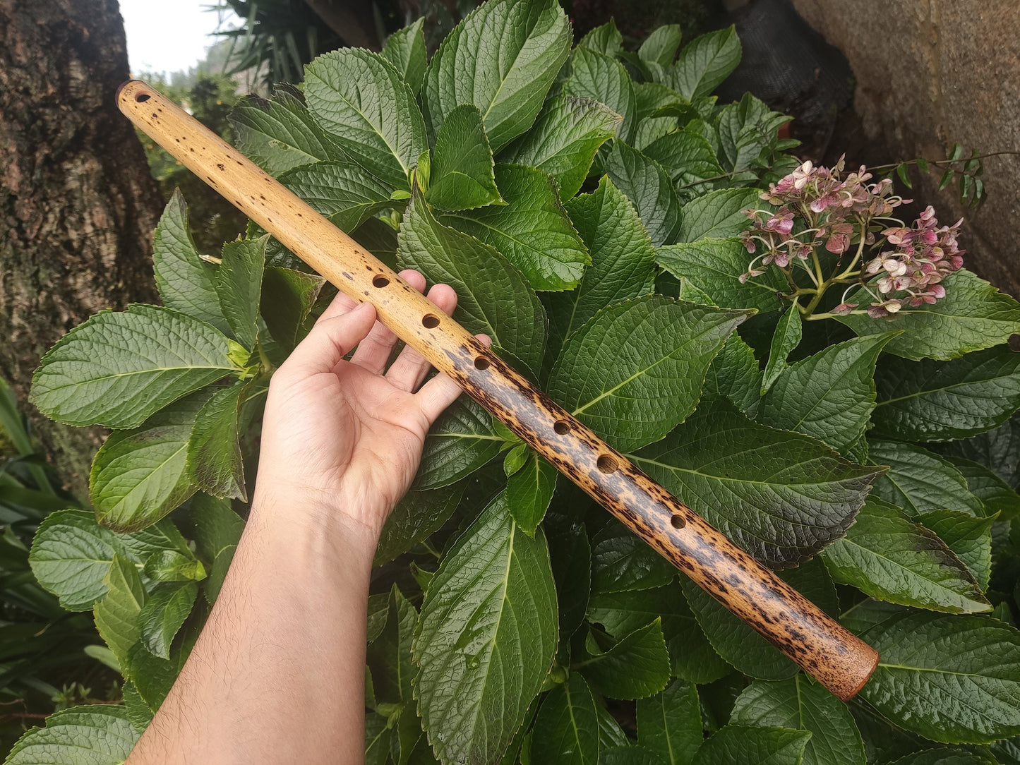 One of a kind low D Bamboo Flute | 6 holes major scale flute fine tuned in A=440Hz | Concert quality bamboo flute | Gift for Musician