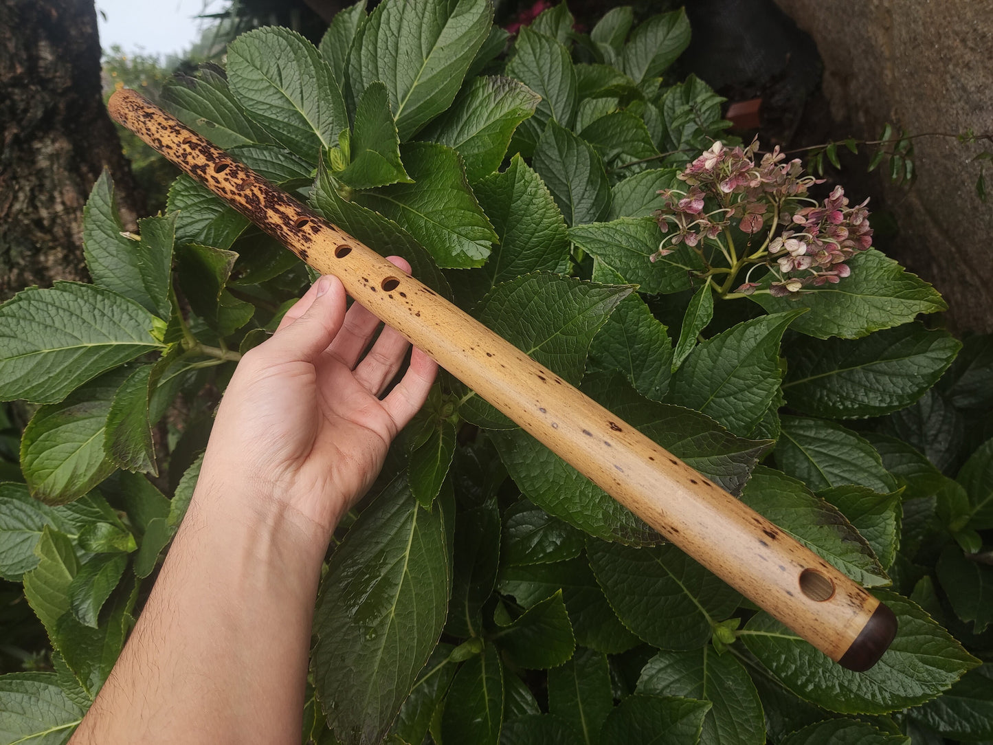 One of a kind low D Bamboo Flute | 6 holes major scale flute fine tuned in A=440Hz | Concert quality bamboo flute | Gift for Musician