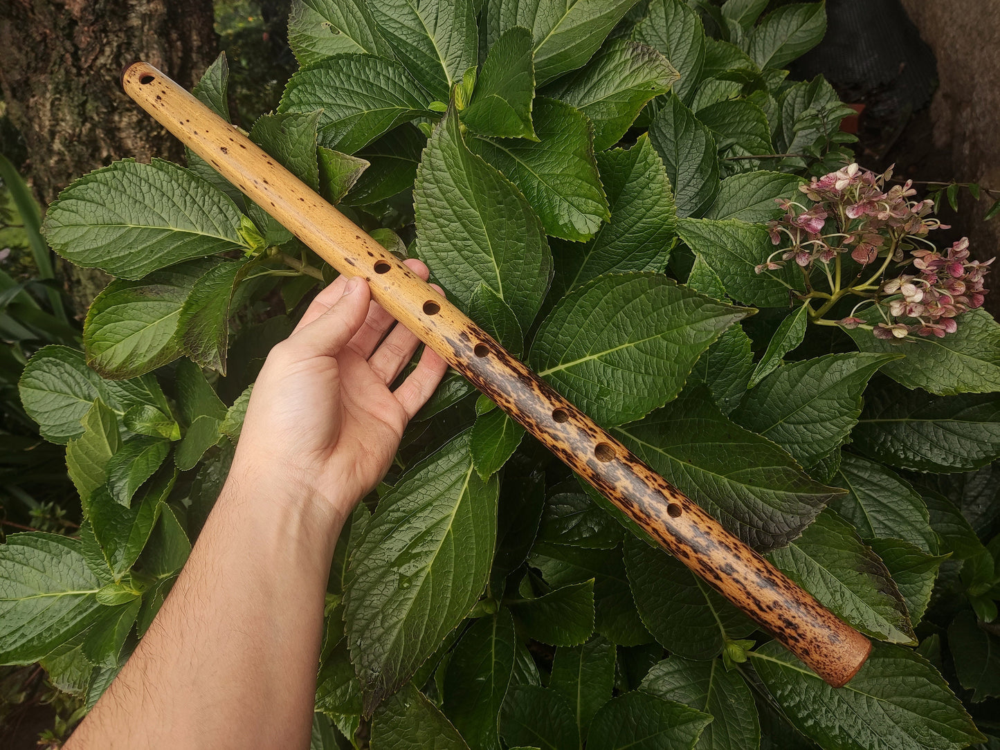 One of a kind low D Bamboo Flute | 6 holes major scale flute fine tuned in A=440Hz | Concert quality bamboo flute | Gift for Musician